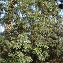 Daphniphyllum macropodum